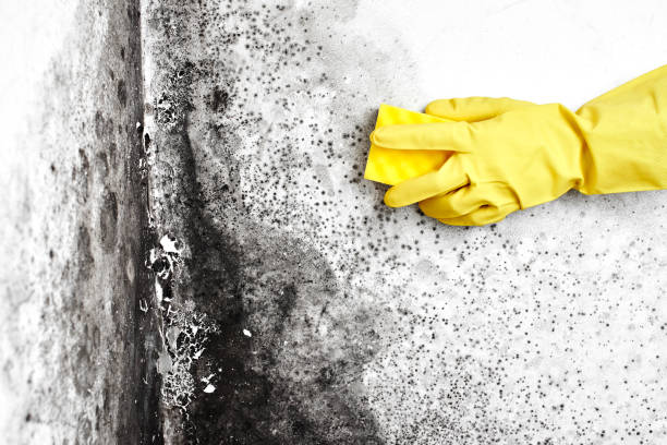 Best Basement Mold Removal  in North Crossett, AR